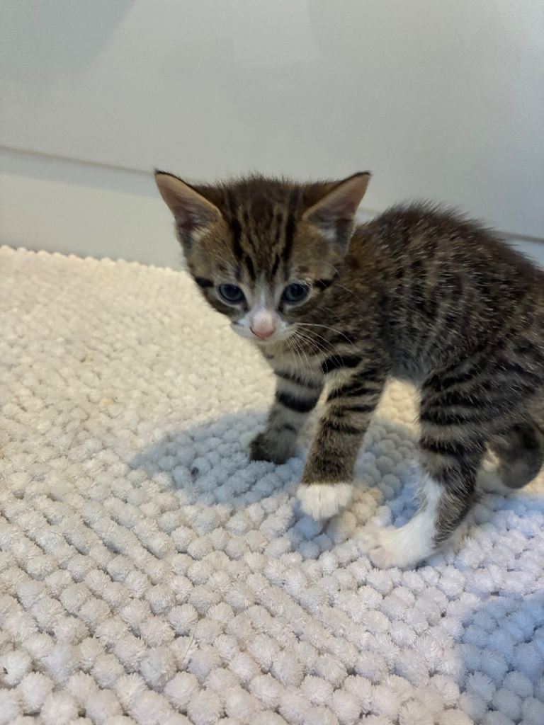 Kittens 