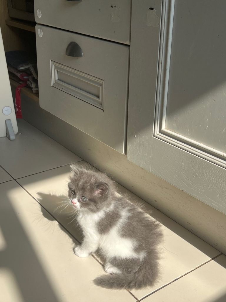 3 Gorgeous kittens looking for home