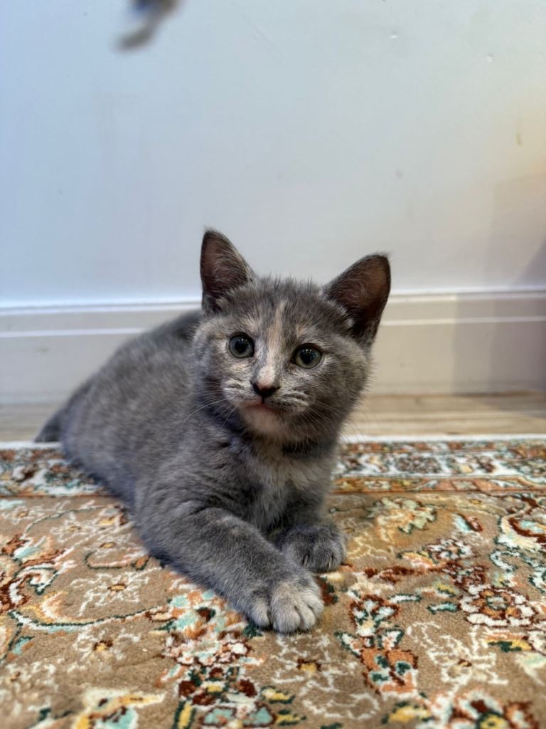 8 Week Kittens looking for a loving home