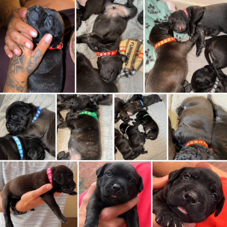1 🩷 3 💙 brindle Staffies left 