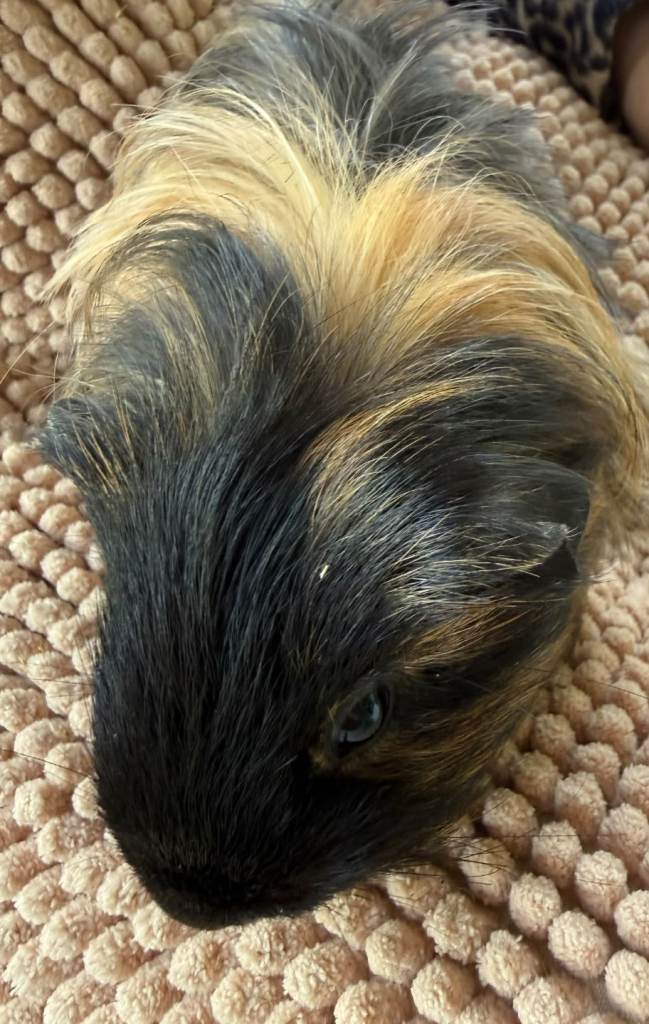 Female guinea pig for sale