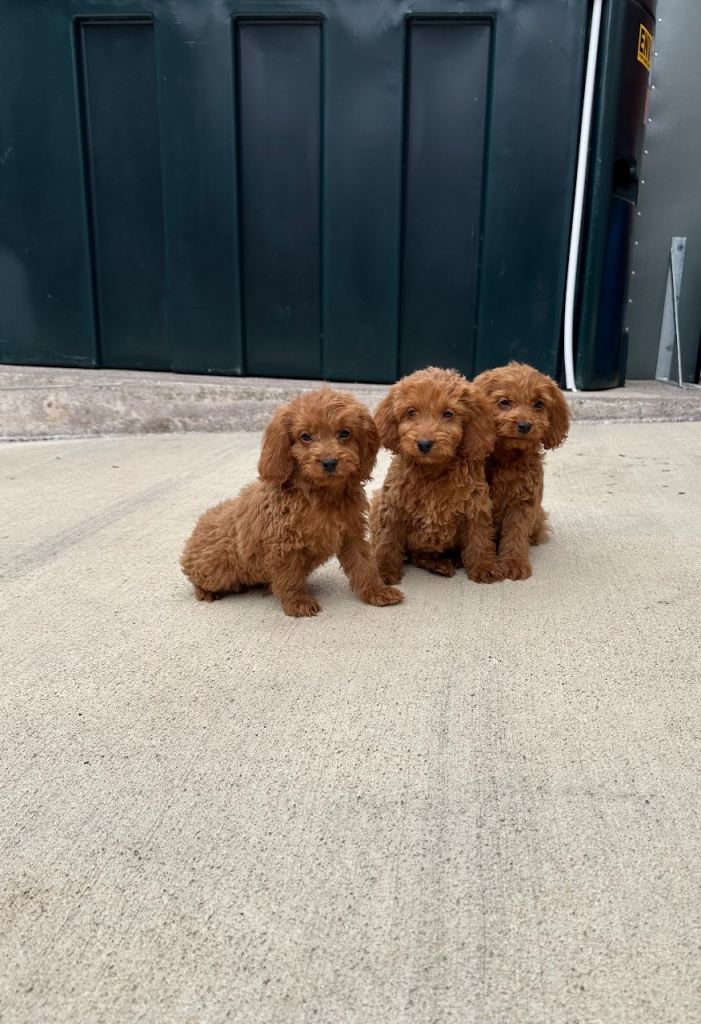 Cockapoo puppy’s 