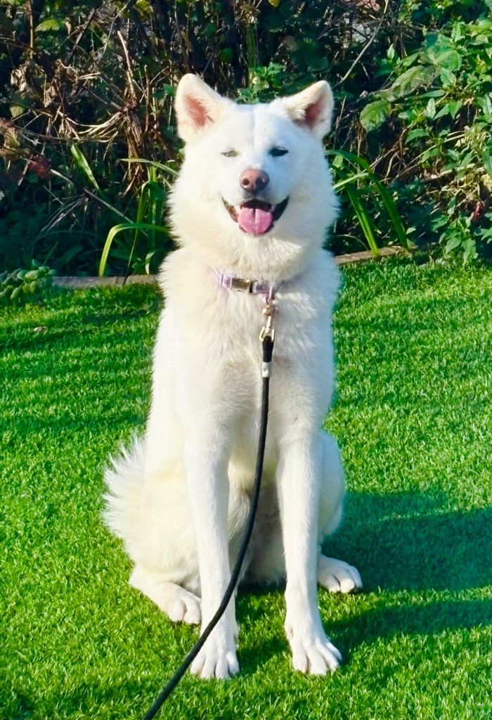 Beautiful Japanese Akita for loving homes💜