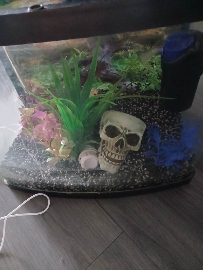 Full set up Aquarium