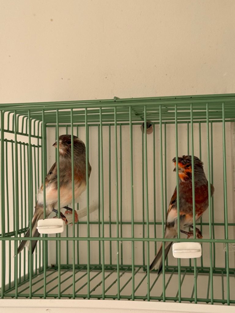Canary / Mule bird 