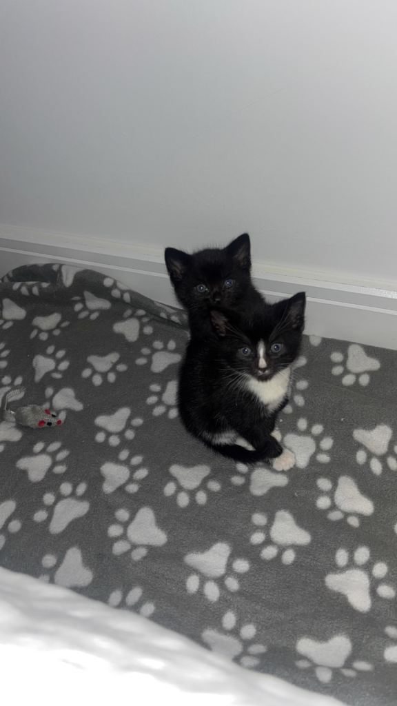 Kittens 