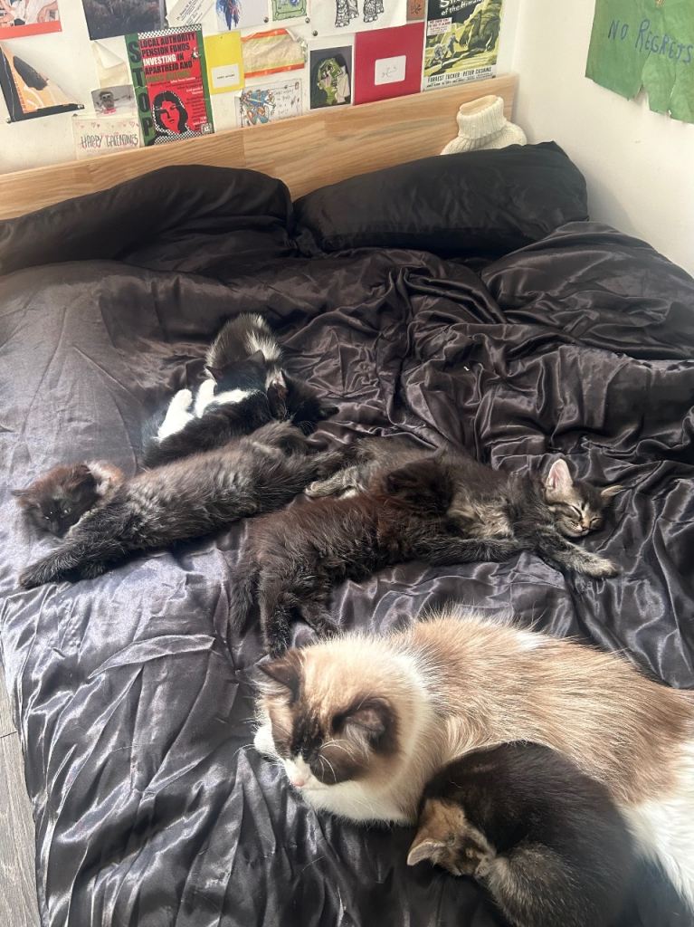 Kittens (Ragdoll and Tabby mix)
