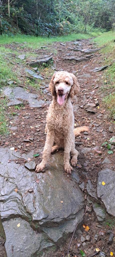 Beautiful kc Standard Poodle 