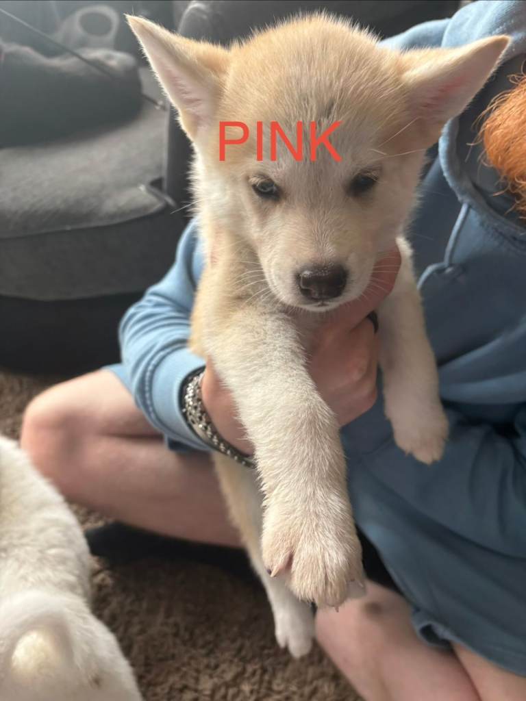skepsky/akita