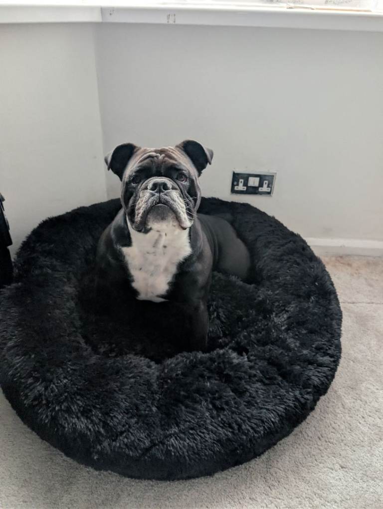 Old English bulldog 