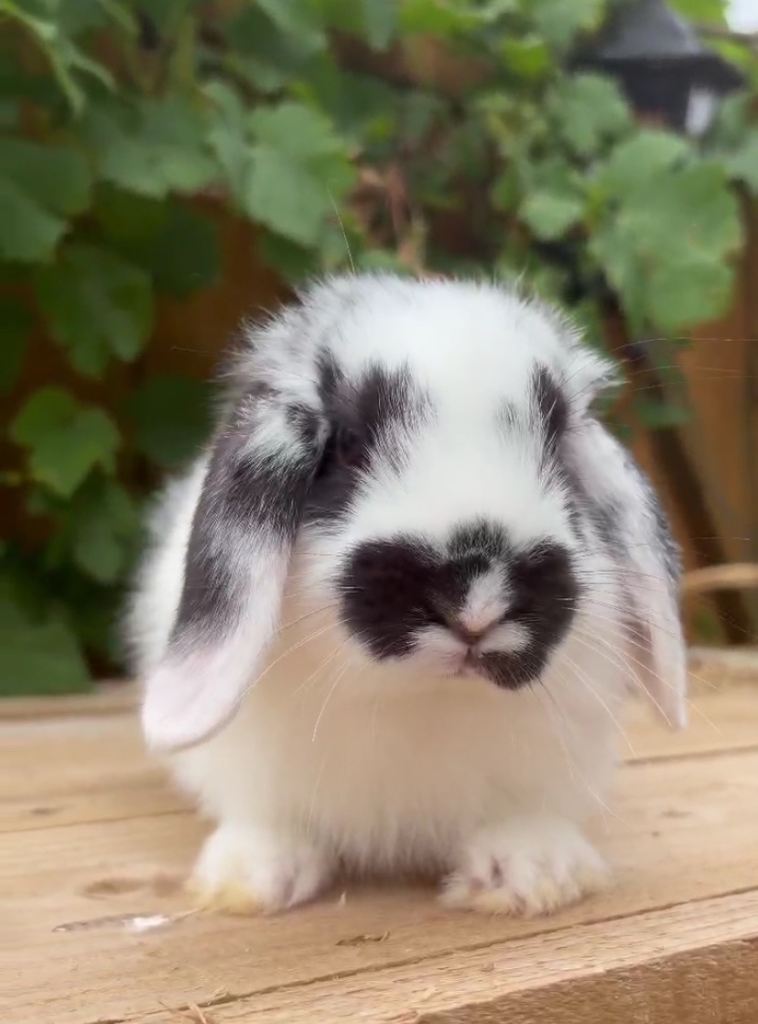 Mini lop, Netherland dwarf, mini lion lop, lion head and mini rex bunnies 