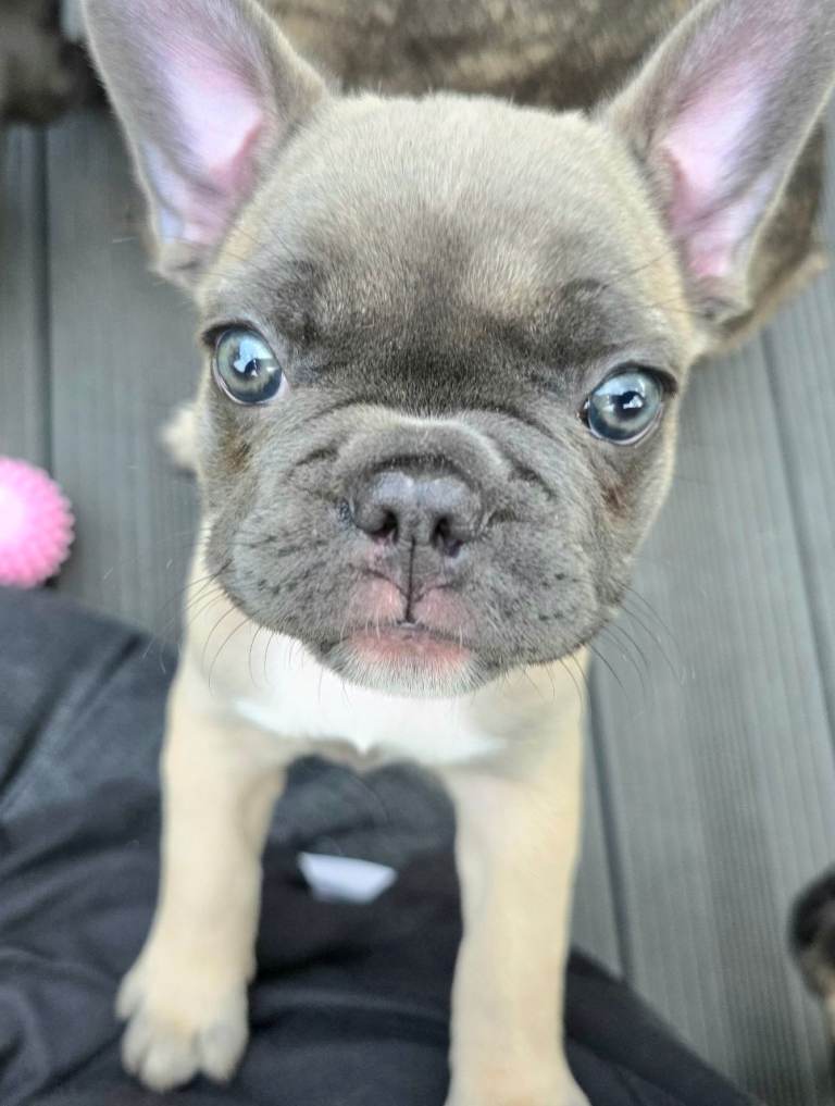 ✨️Beautiful French Bulldog Puppies✨️‼️READY NOW‼️