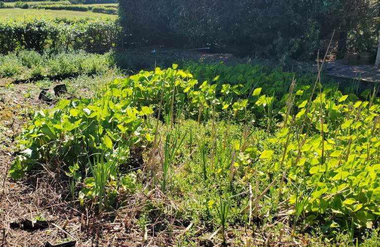 Pond Plants (Marsh Marigolds & Other) FREE £0