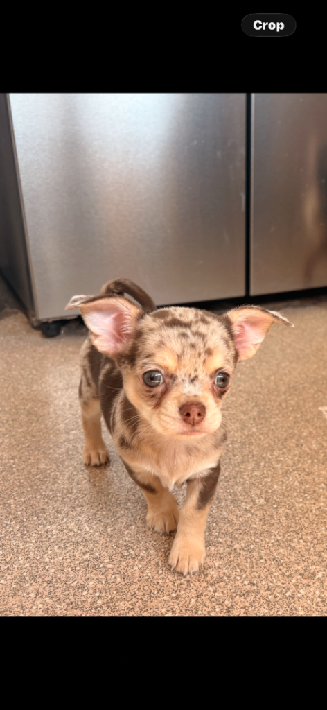 Tea cup chihuahua puppie