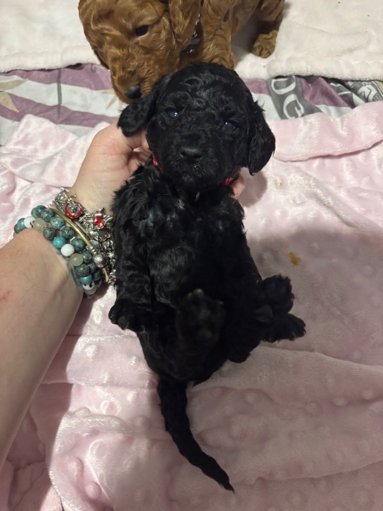 10 F1b cockapoos for sale 2 females left!