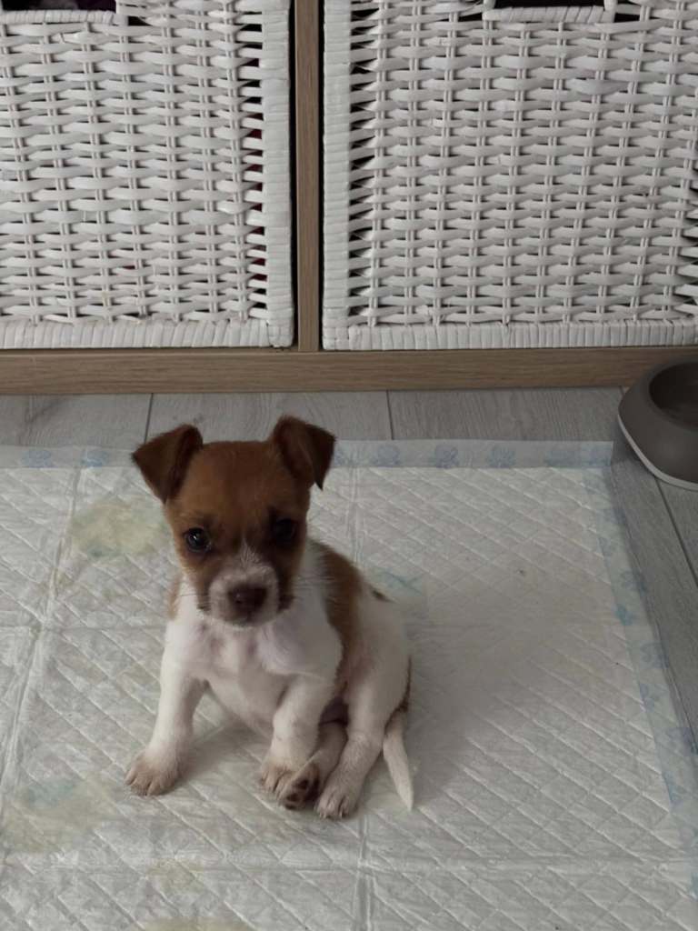 Puppy for sale 