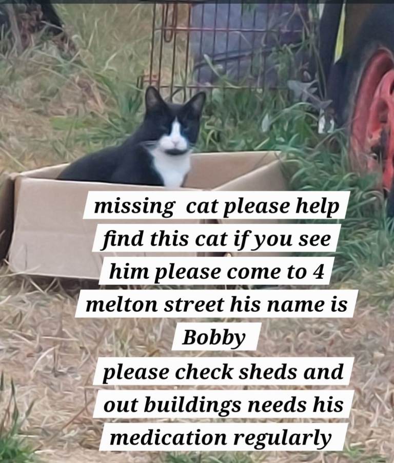 Lost cat
