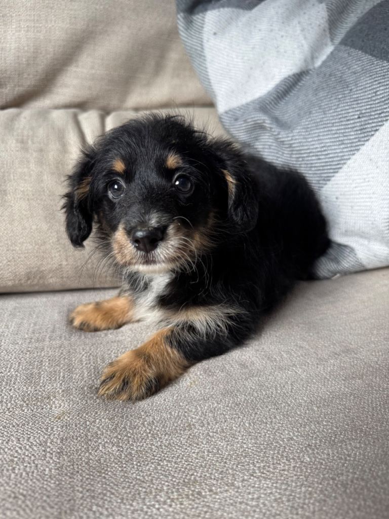 CorgiPoo (Corgi cross Toy Poodle)