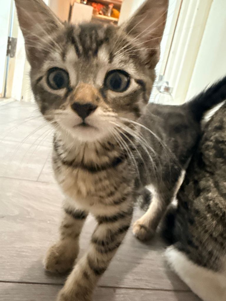 Kittens for sale 