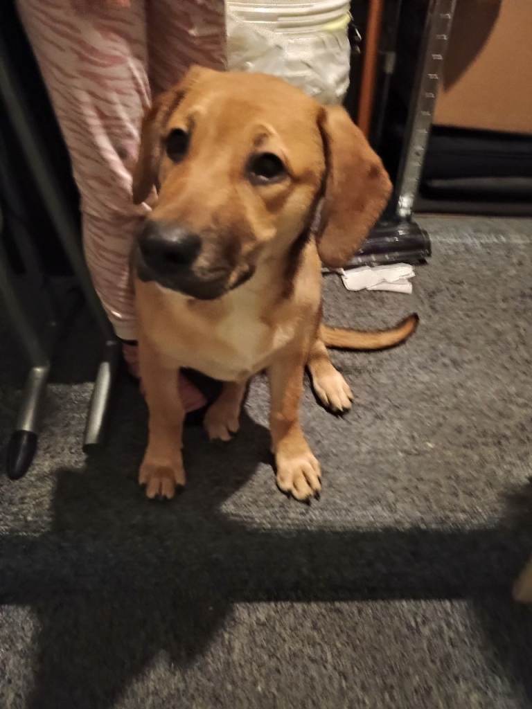 German shepherd/Labrador cross for sale 