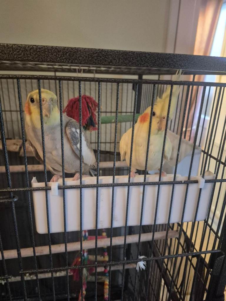 Male and female cockatiel