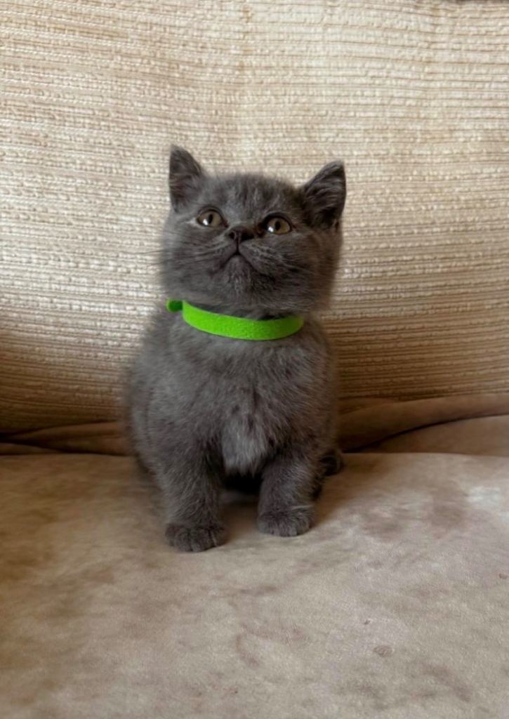 2 blue British Shorthair Kittens for Sale