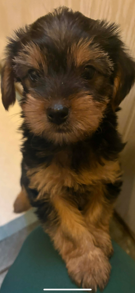 Yorkie Terrier puppies for sale