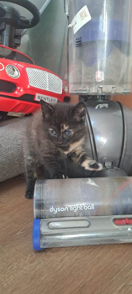 Gorgeous kittens