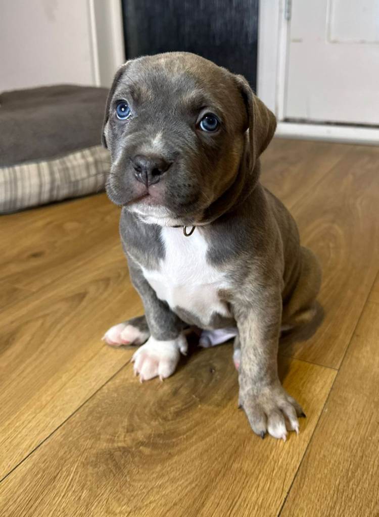 Staffordshire terrier Puppy looking for new home!!