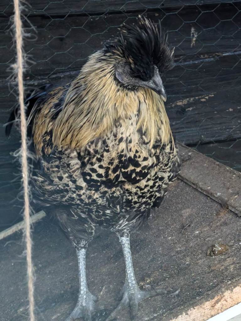 Ayam cemani cross polish