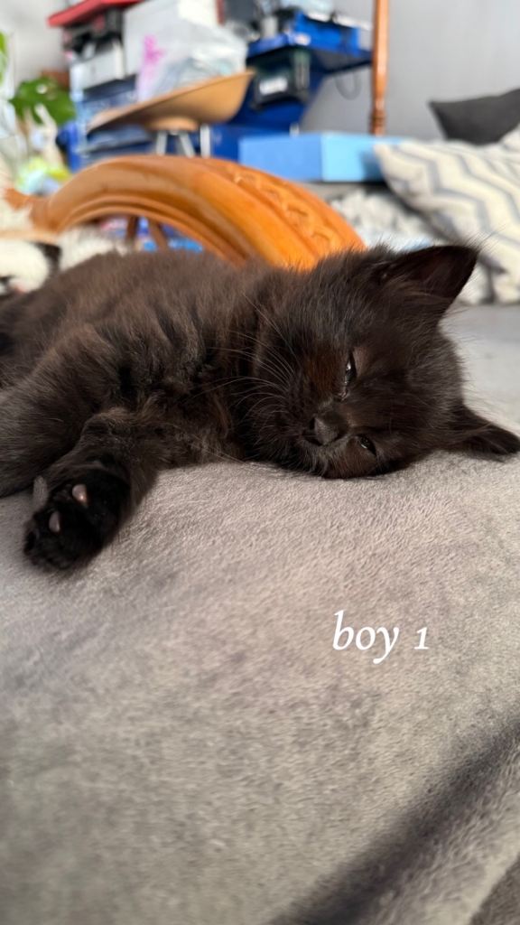 kittens for sale!