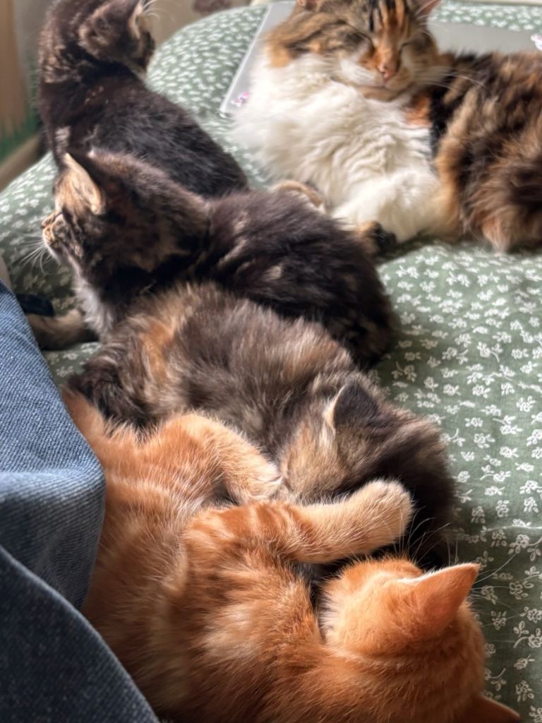 3 beautiful kittens 4sale 