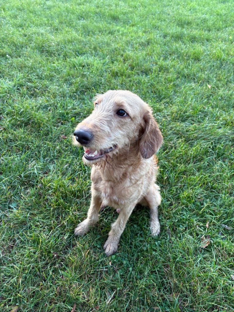 9 month old labradoodle male