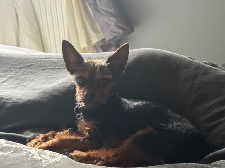Male chorkie for sale