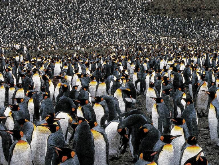 27 Framed original Book Print of KING PENGUINS