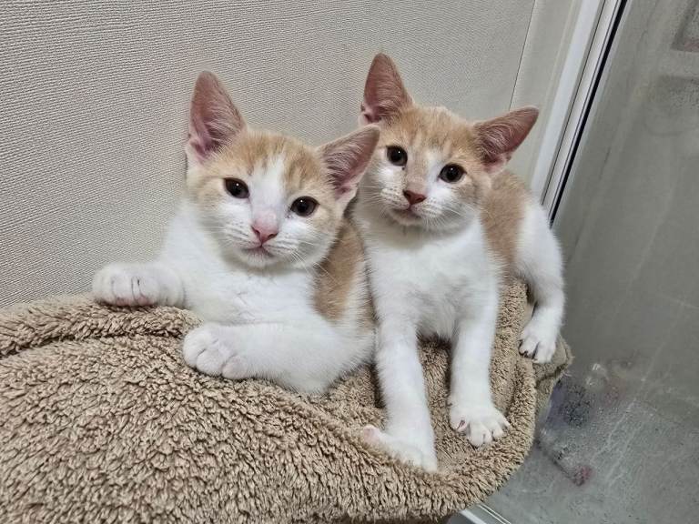 2 beautiful light ginger & white sisters
