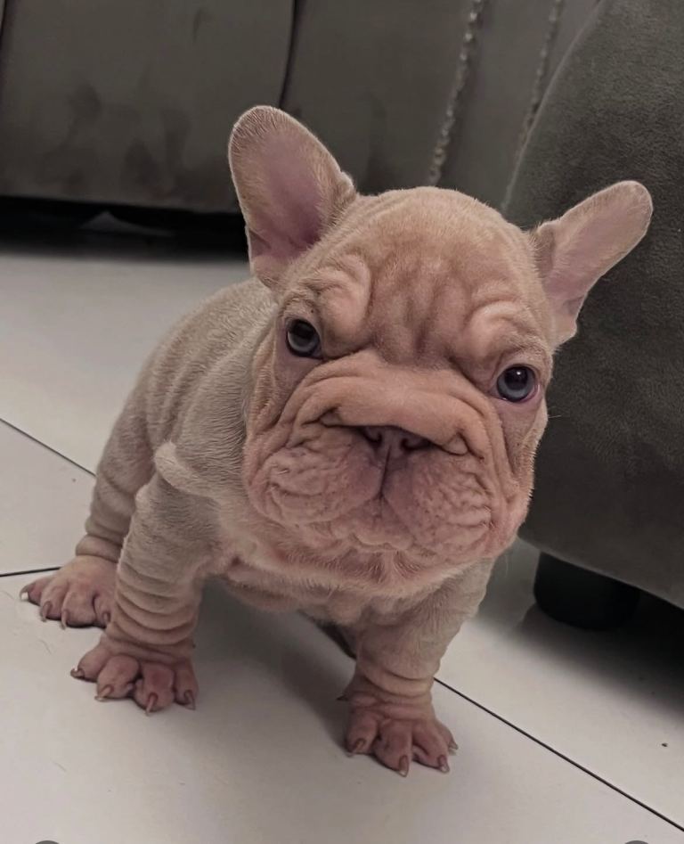 Quality French Bulldog Puppies 
