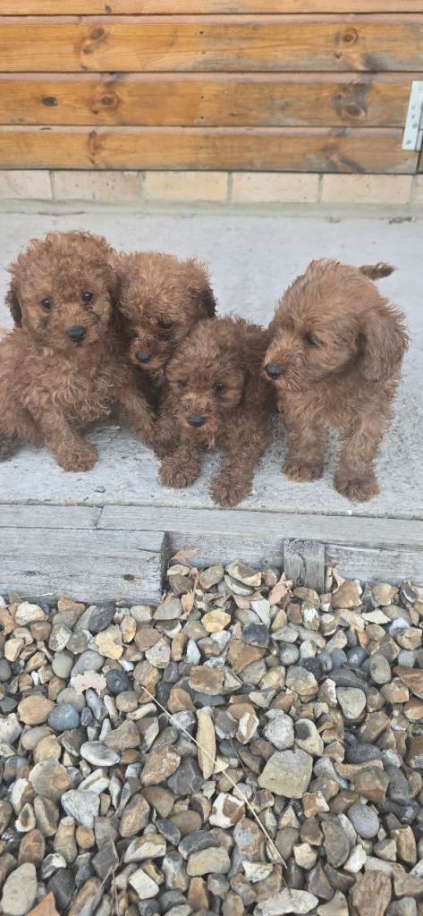 F2b cockapoo puppys 