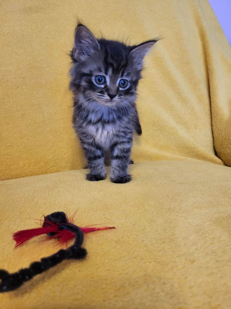 Mix- syberian- british kittens boys and girls 