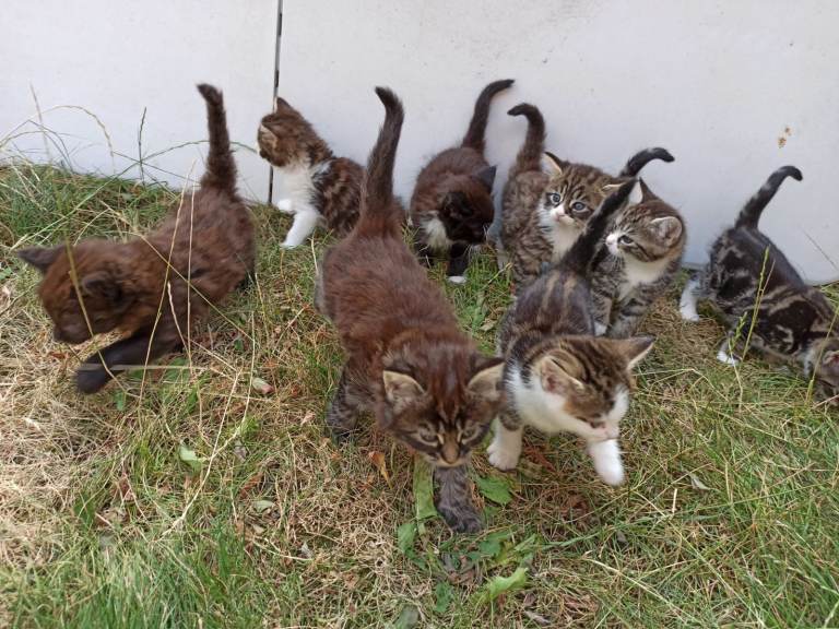 Gorgeous Kittens – Raised with Love looking for their forever homes