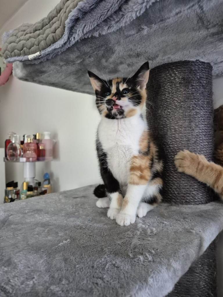 Maine coon cross kittens