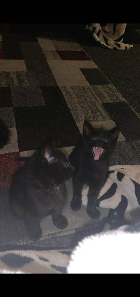 Two kittens to go to a good home