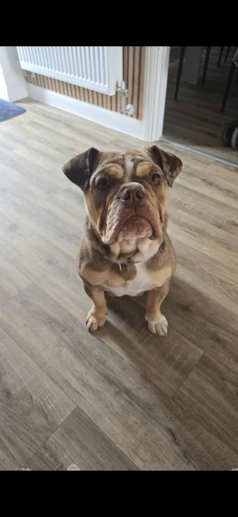 Old Tyme Bulldog 
