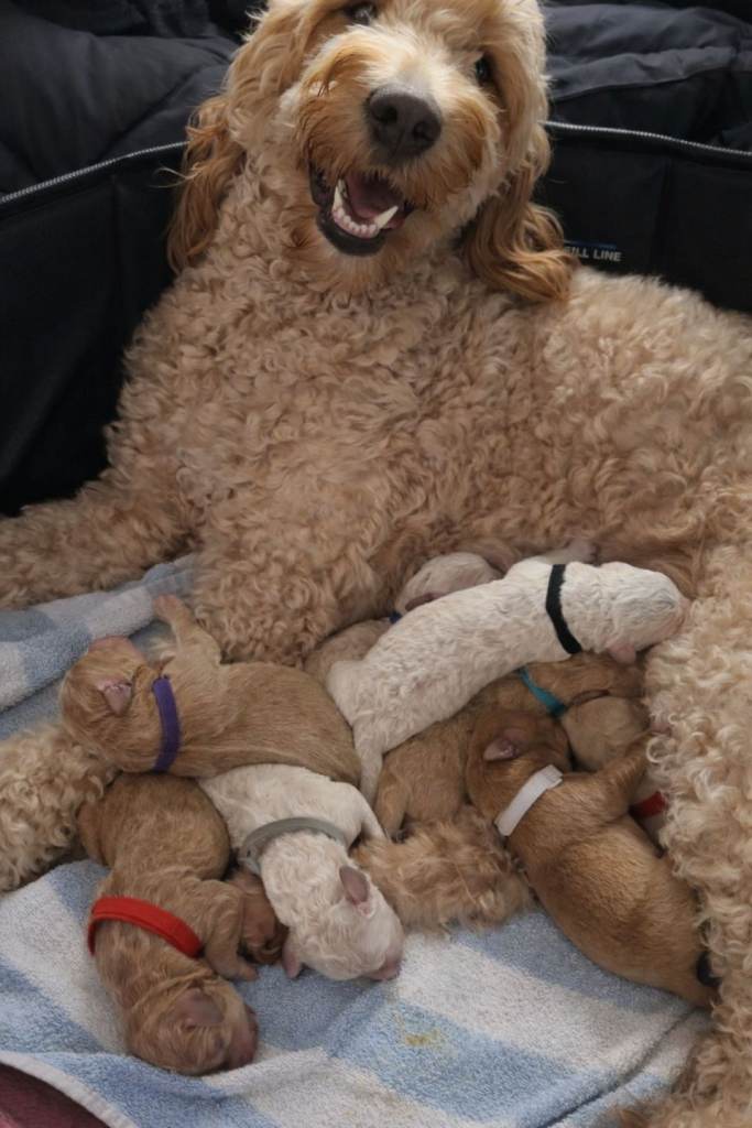 Double Doodle Puppies