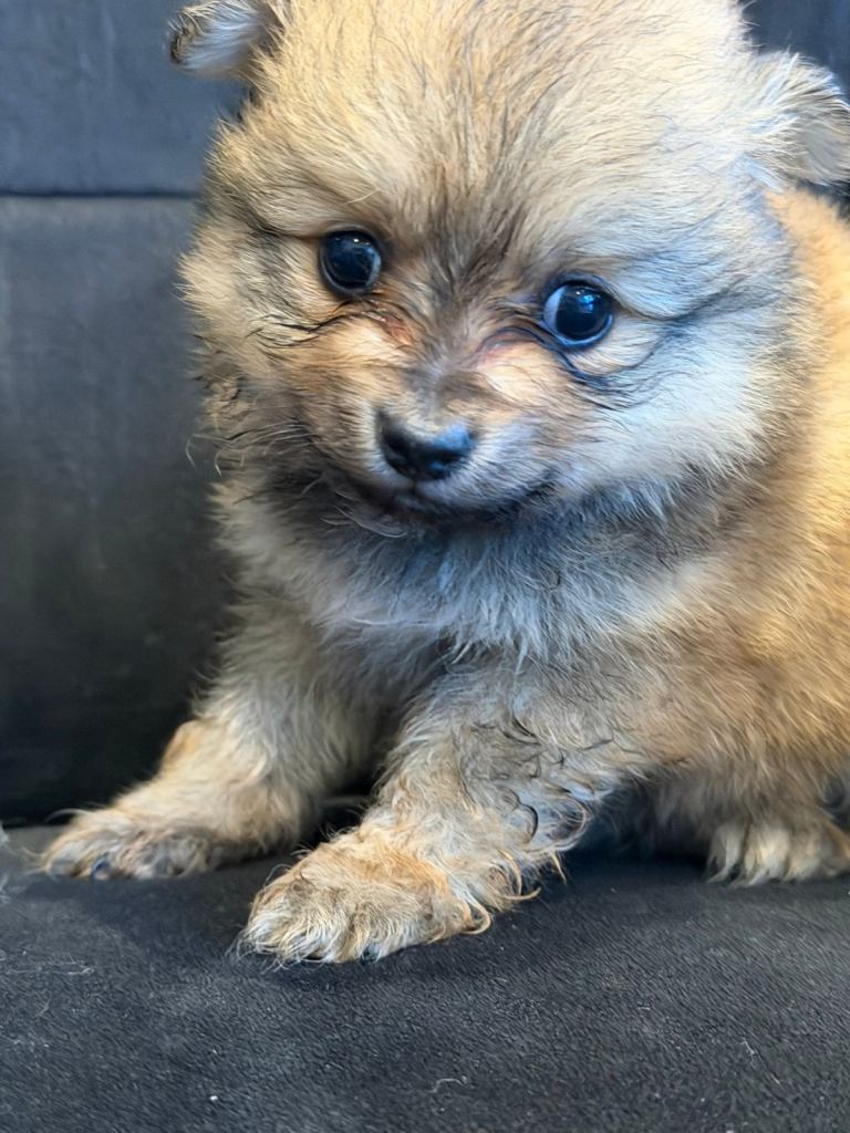 Pomeranian Puppies for sale was