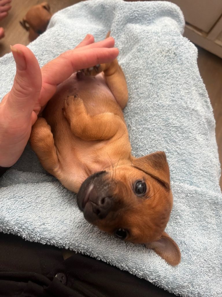 Miniature pincher puppies 