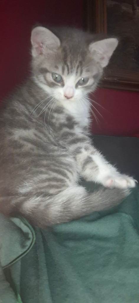 8 week male grey tabby kitten