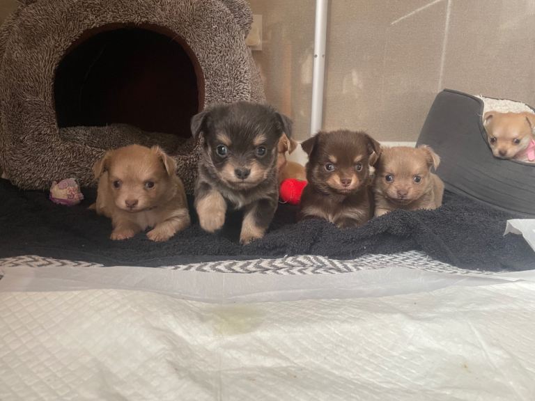 Pure bred chihuahua puppies rare colours 
