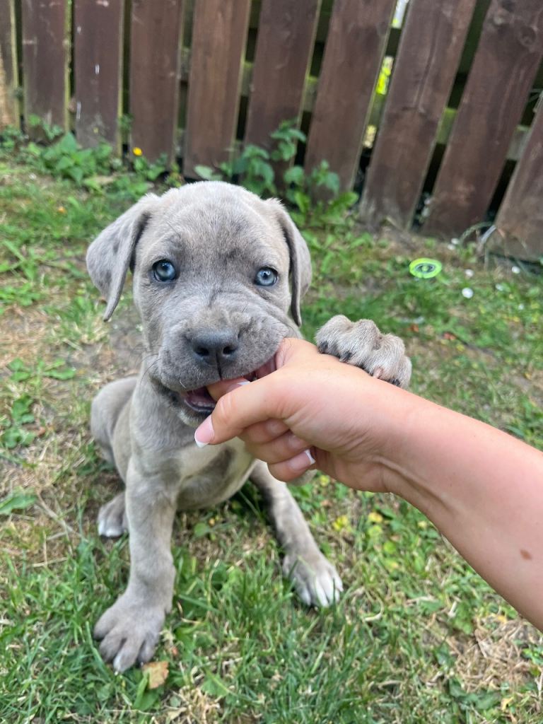 Cane Corso X Mastiff Puppies
