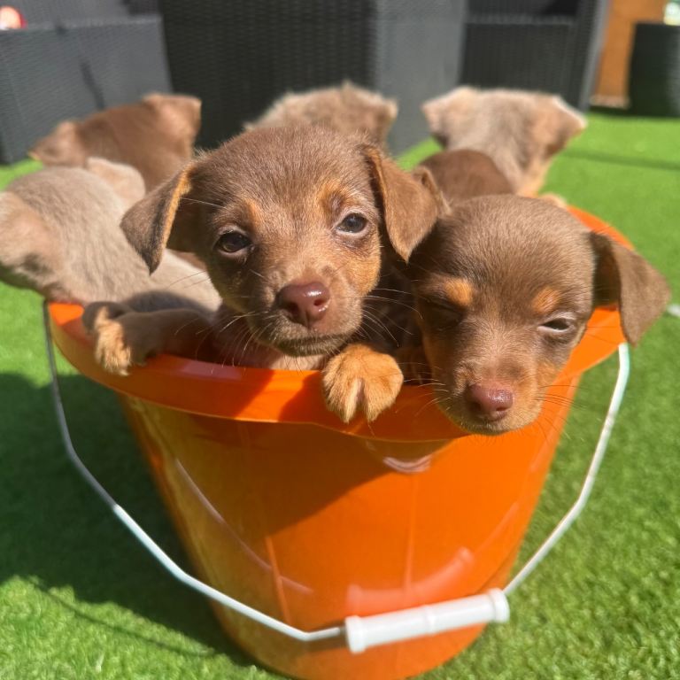 Miniature jack Russell puppies for sale 